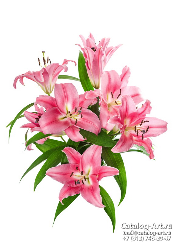Pink lilies 35